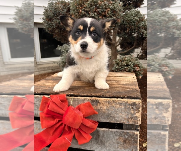 Medium Photo #4 Pembroke Welsh Corgi Puppy For Sale in MIDDLEBURY, IN, USA