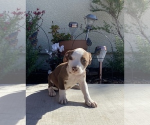 American Pit Bull Terrier Puppy for sale in SAN JOSE, CA, USA
