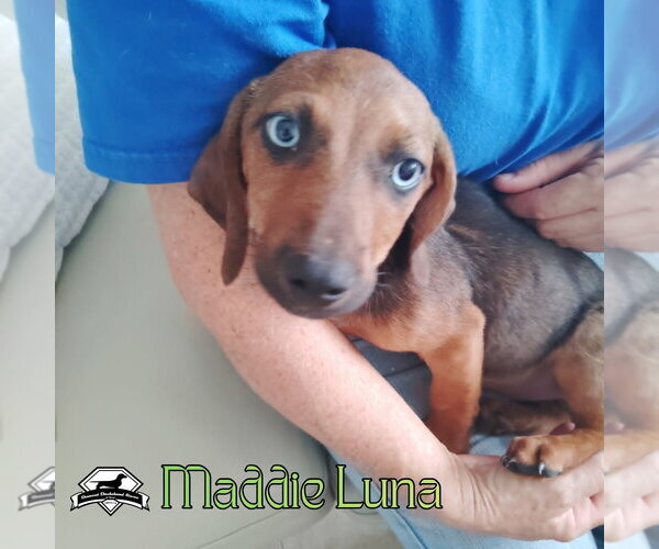 Medium Photo #2 Dachshund Puppy For Sale in San Antonio, TX, USA