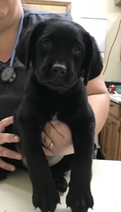 Labrador Retriever Puppy for sale in BONNERDALE, AR, USA