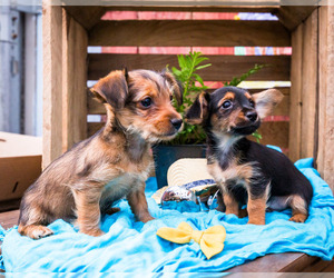 Dorkie Litter for sale in WAKARUSA, IN, USA