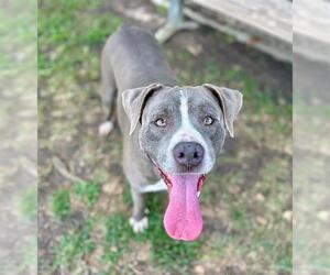 ANDY - Male Mutt Dog for Adoption - Photo #2