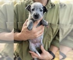 Small #9 Australian Cattle Dog