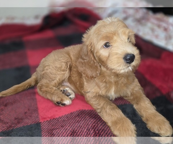 Medium Photo #11 Goldendoodle Puppy For Sale in DUBLIN, TX, USA