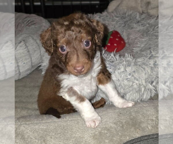 Medium Photo #6 Dachshund-Unknown Mix Puppy For Sale in Arlington, WA, USA