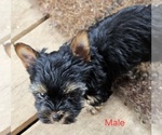 Small #7 Yorkshire Terrier