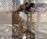 Small #12 Great Dane Mix