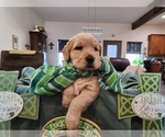 Puppy Lucky English Cream Golden Retriever