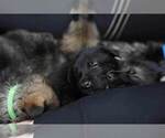 Small Photo #20 German Shepherd Dog Puppy For Sale in REDFIELD, AR, USA