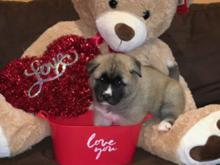 Akita Puppy for sale in GARDENA, CA, USA