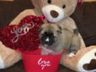 Small Photo #1 Akita Puppy For Sale in GARDENA, CA, USA