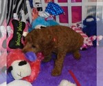 Small Photo #10 Poodle (Standard) Puppy For Sale in CLATSKANIE, OR, USA