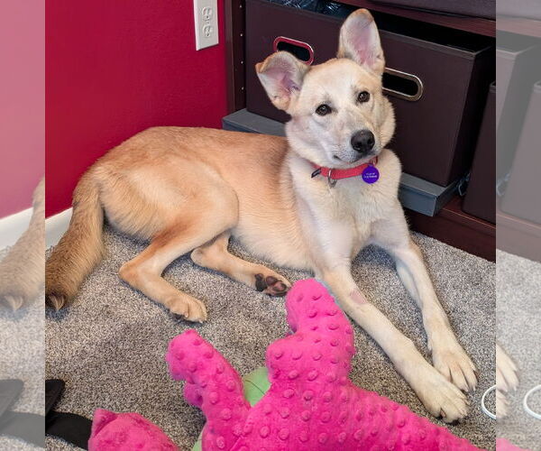Medium Photo #13 Huskies -Unknown Mix Puppy For Sale in Fargo, ND, USA