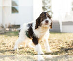 Small Photo #13 Springerdoodle Puppy For Sale in NAPPANEE, IN, USA