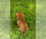 Small #3 Dachshund