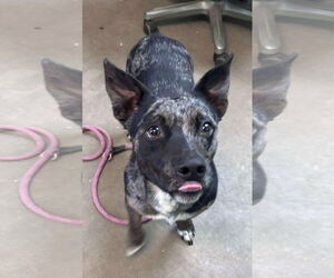 Dachshund-Unknown Mix Dogs for adoption in Oakhurst, NJ, USA