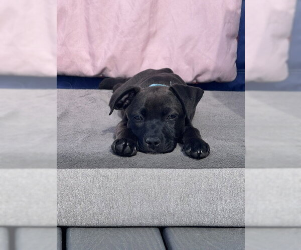 Medium Photo #6 Mutt Puppy For Sale in Sandy, UT, USA