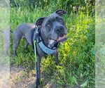 Small #1 American Pit Bull Terrier Mix