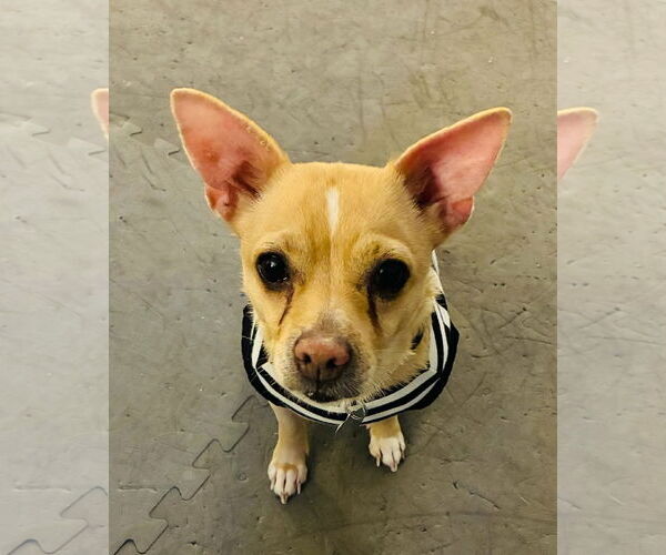 Medium Photo #4 Chiweenie Puppy For Sale in Oakhurst, NJ, USA