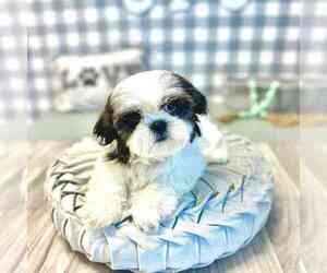 Shih Tzu Puppy for sale in MARIETTA, GA, USA