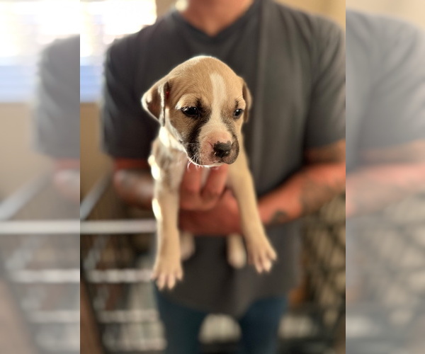 Medium Photo #4 American Bulldog Puppy For Sale in LANCASTER, CA, USA