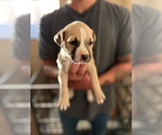 Small #3 American Bulldog