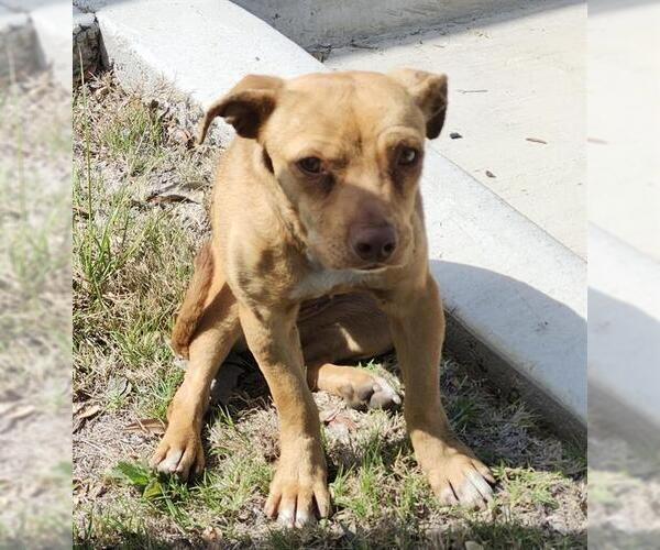 Medium Photo #1 Chihuahua-Unknown Mix Puppy For Sale in San Antonio, TX, USA