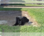 Small Photo #6 Golden Shepherd Puppy For Sale in HYATTSVILLE, MD, USA