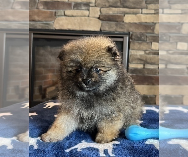 Medium Photo #2 Pomeranian Puppy For Sale in NOBLESVILLE, IN, USA