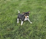 Small #4 Rat Terrier