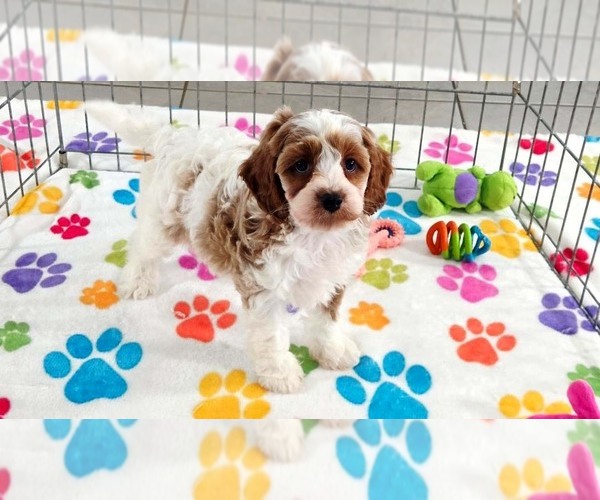 Medium Photo #14 Cavapoo (Miniature)-Poodle (Toy) Mix Puppy For Sale in ORO VALLEY, AZ, USA