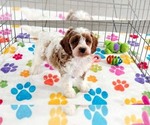 Small #13 Cavapoo (Miniature)-Poodle (Toy) Mix