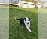 Small Photo #3 English Shepherd Puppy For Sale in NEW CASTLE, IN, USA