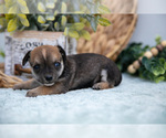 Small Photo #13 Chihuahua-Chorkie Mix Puppy For Sale in FREDERICKTOWN, OH, USA