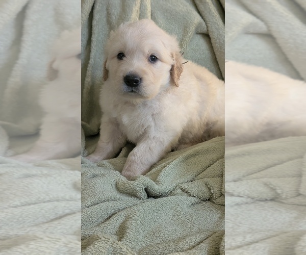 Medium Photo #64 Golden Retriever Puppy For Sale in MODESTO, CA, USA