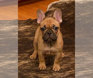 French Bulldog Puppies For Sale Near Brookline Massachusetts Usa Page 1 10 Per Page Puppyfinder Com