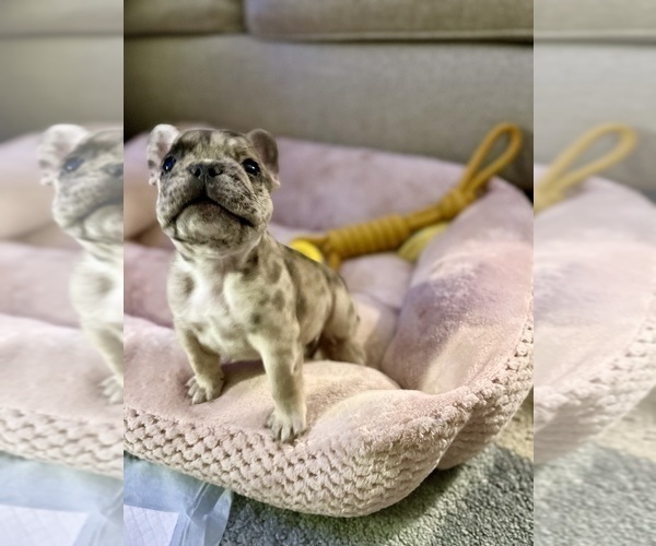 Medium Photo #2 French Bulldog Puppy For Sale in PHILADELPHIA, PA, USA