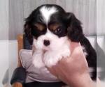Small Photo #4 Cavalier King Charles Spaniel Puppy For Sale in MILLERSBURG, OH, USA