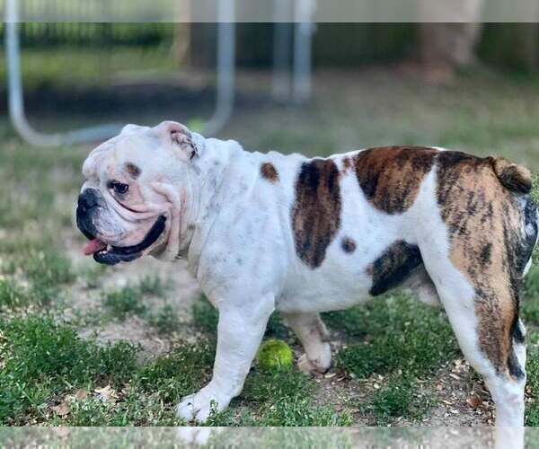 Medium Photo #1 Olde English Bulldogge Puppy For Sale in KANSAS CITY, MO, USA