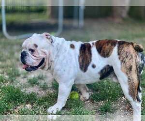 Father of the Olde English Bulldogge puppies born on 09/08/2021