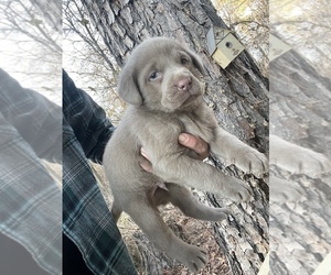 Labrador Retriever Puppy for sale in PIKEVILLE, NC, USA