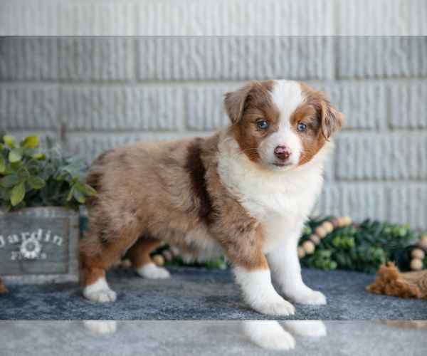 Medium Photo #18 Miniature Australian Shepherd Puppy For Sale in BALTIC, OH, USA