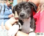 Small #4 Labrador Retriever Mix