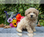 Small #1 Poodle (Miniature)