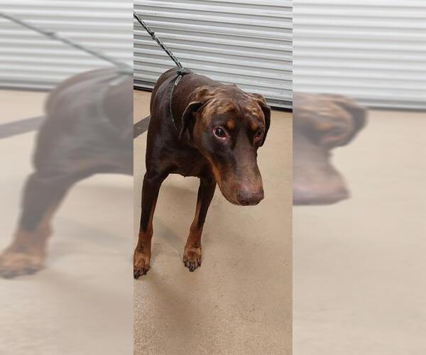 Medium Photo #1 Doberman Pinscher Puppy For Sale in Chula Vista, CA, USA