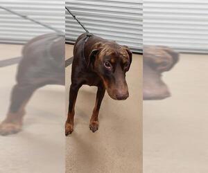 Doberman Pinscher Dogs for adoption in Chula Vista, CA, USA