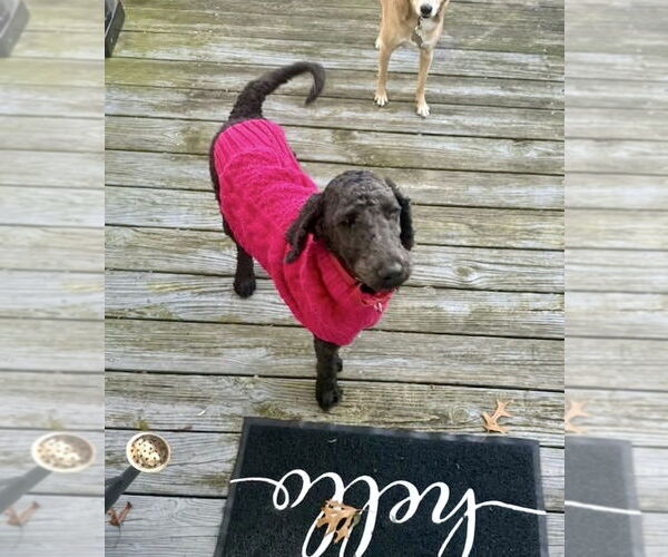 Medium Photo #4 Poodle (Standard)-Unknown Mix Puppy For Sale in Oak Bluffs, MA, USA