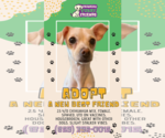 Small #8 Chihuahua Mix