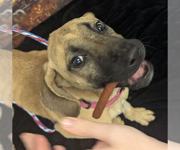 Medium Photo #4 American Pit Bull Terrier-Unknown Mix Puppy For Sale in Evansville, IN, USA