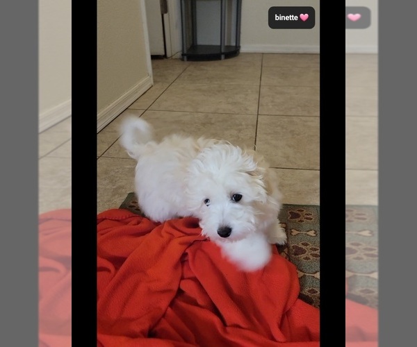 Medium Photo #3 Havanese Puppy For Sale in TUCSON, AZ, USA
